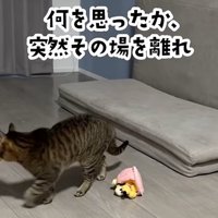 ぬいぐるみで遊んでいる猫
