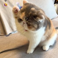 手を挙げる猫