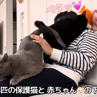 人間の膝の上に乗っている二匹の猫