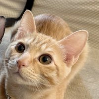 ハチワレ猫の隣で飼い主を見上げる茶トラ猫