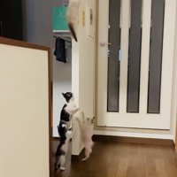 袖壁を登る4匹の子猫