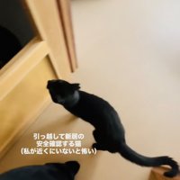 ママさんと新居の安全確認をする黒猫