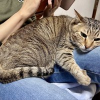 人のひざの上に乗る猫