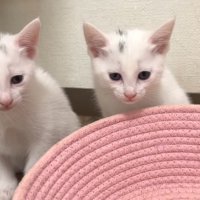 並ぶ子猫2匹