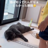 立っている子供の近くで後ろ足を開いて横になっている猫