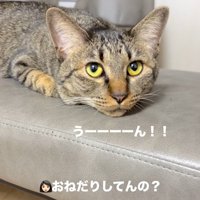 鳴く猫