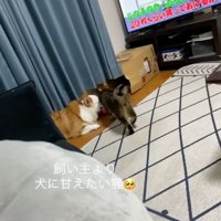 犬に擦り寄る猫