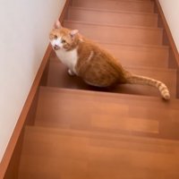 振り返って鳴く猫