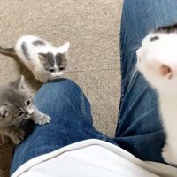 人間の体にのぼる子猫