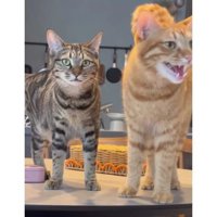 室内にいる猫