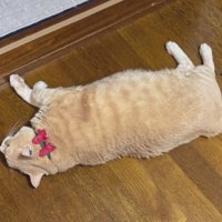床に横向きに寝転ぶ猫の姿