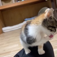 毛づくろいする三毛ちゃん