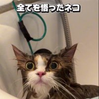 シャンプーをしている猫