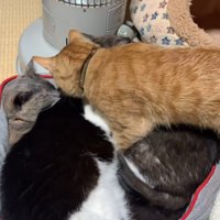 強引に入る猫