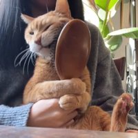 飼い主の膝の上でブラシに左頬をこすりつける猫