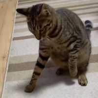 睨んでいる猫