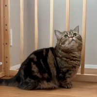 柵の中のメルくん