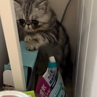 洗濯機と冷蔵庫の隙間から出たい猫