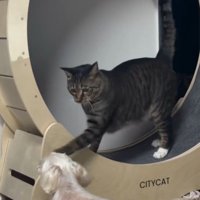 猫パンチする猫