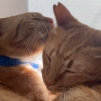 顔を寄せ合う2匹の猫