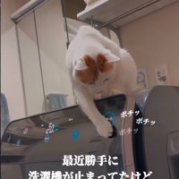 ボタンを連打する猫