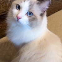 飼い主を見つめる猫