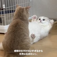 マンチカンを威嚇するミヌエット