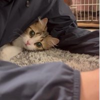 人の腕と体の間に入り込んでいる猫
