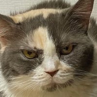 爪とぎにいる猫