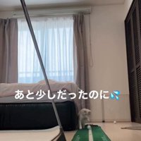 ゴルフの練習をしている人とそれを見ている子猫