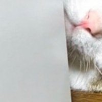 壁の陰から顔を覗かせる猫