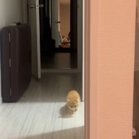 少しずつ近づいてくる子猫