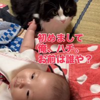 赤ちゃんに挨拶をするように隣に座る猫