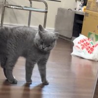 睨む子猫