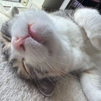 寝ている猫