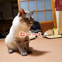 鳴いている猫