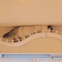 キャットウォークを歩いている猫