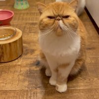 飼い主を見つめる茶白猫