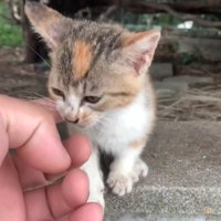 猫の顔に指を伸ばす
