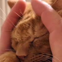 マッサージしてもらう猫