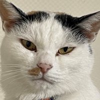イカ耳で鋭い目つきの猫