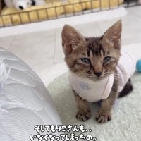 寂しそうな子猫