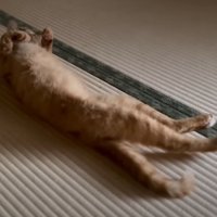畳の上で寝転ぶ猫