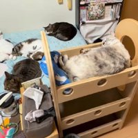 くつろぐ猫