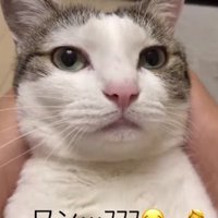 仰向けの猫
