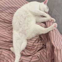 両足を開いている猫