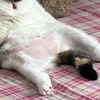 足を投げ出している猫の下半身
