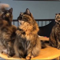 おもちゃに手を伸ばす長毛のサビ猫