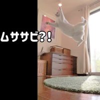 ジャンプする猫