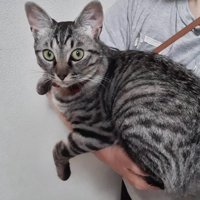 飼い主に抱っこされているカメラ目線の猫